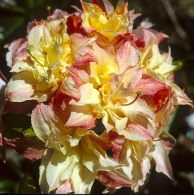 Азалия нэп-хилл Кеннонс Дабл